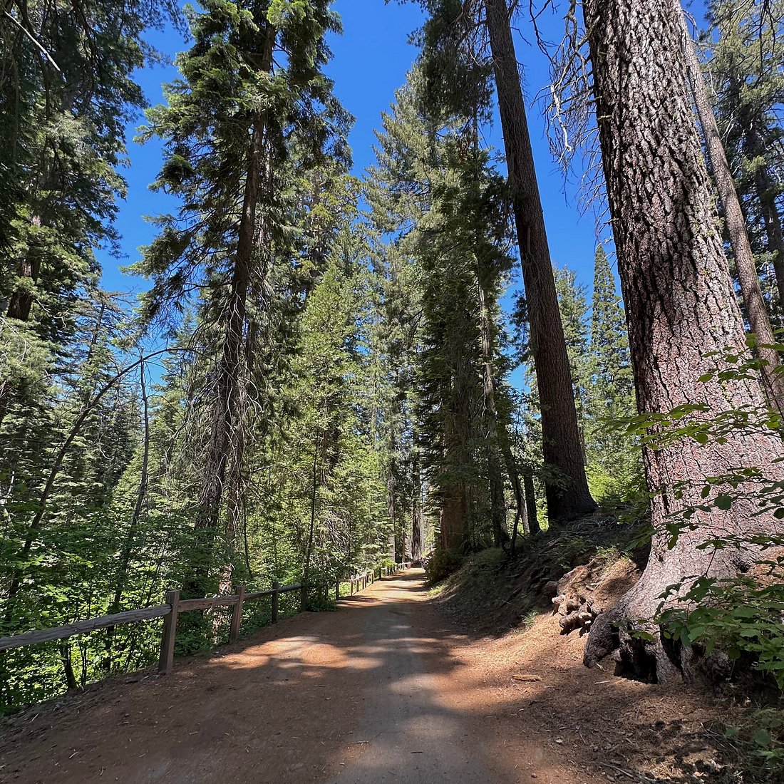 Đường Tioga Road xuyên qua vùng núi cao Yosemite vào mùa hè