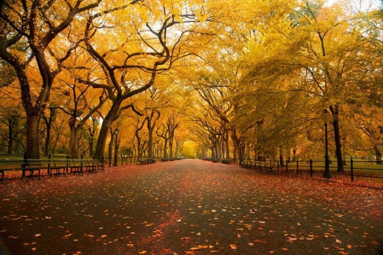 Lối đi bộ trong Central Park, New York, phủ đầy lá vàng mùa thu