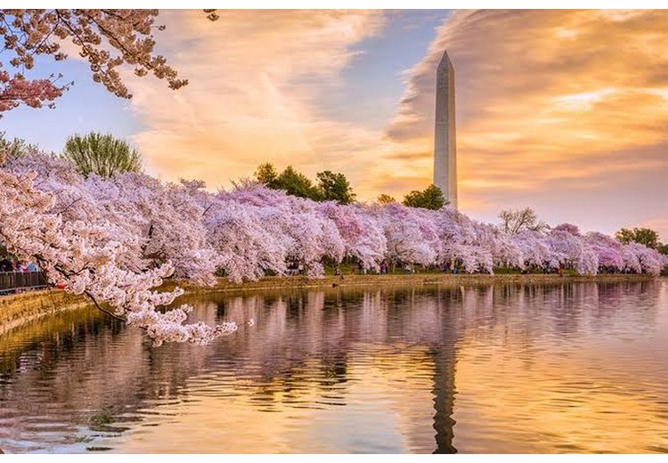 Hoa anh đào nở rộ bên hồ Tidal Basin ở Washington D.C.