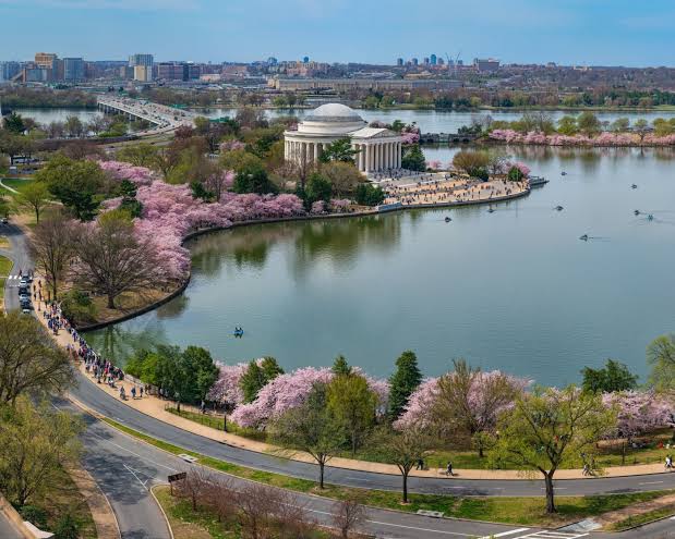 Hoa anh đào nở rộ bên hồ Tidal Basin ở Washington D.C. mùa xuân