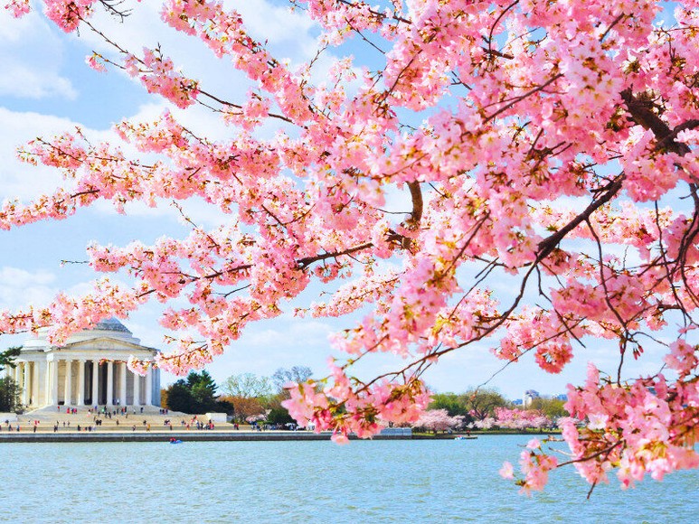 Hàng cây hoa anh đào hồng rực dọc lối đi trong công viên Branch Brook Park, Newark