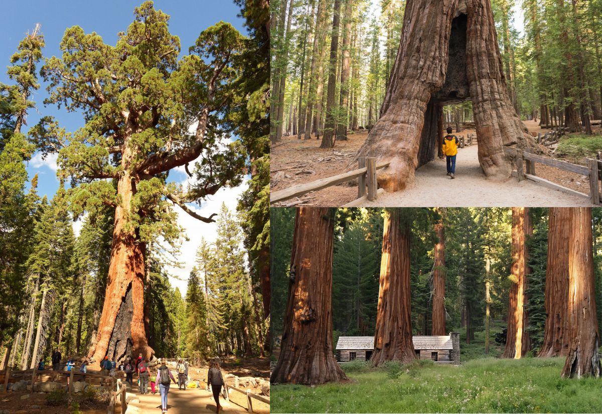 Cây sequoia khổng lồ Grizzly Giant tại rừng Mariposa Grove